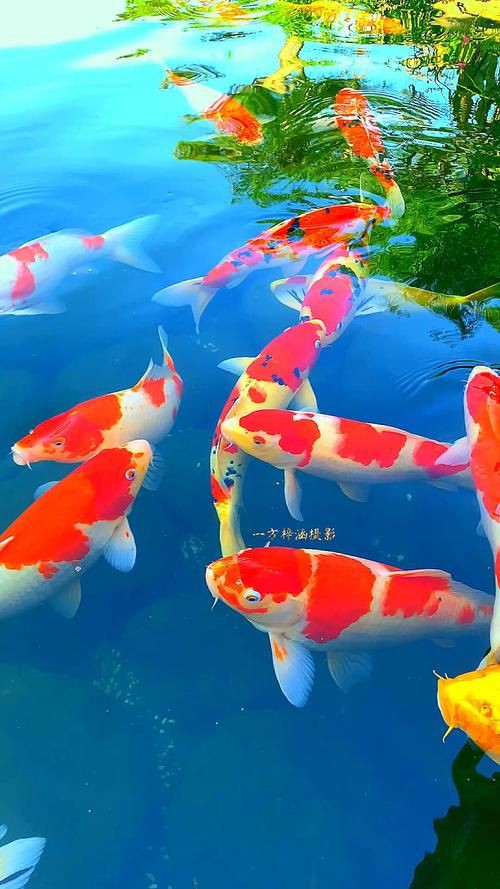 招財轉運魚圖片，《招財轉運魚圖片》