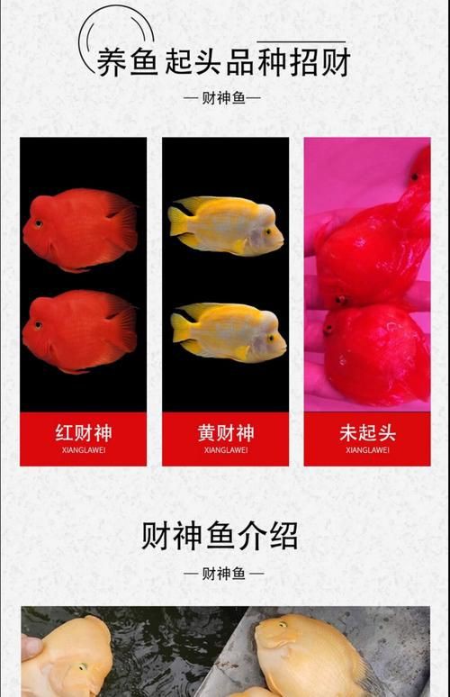 招財轉運魚圖片，《招財轉運魚圖片》