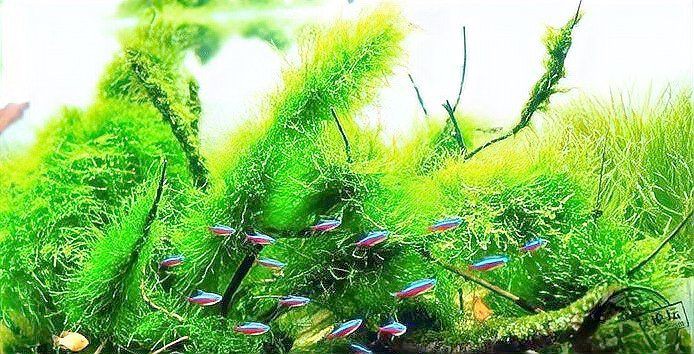 馬拉莫寶石喜歡弱酸性水質(zhì)嗎，馬拉莫寶石魚偏好弱酸性水質(zhì)ph值介于6到7之間