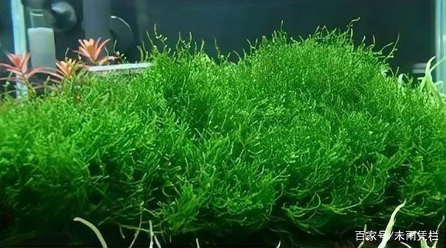 馬拉莫寶石喜歡弱酸性水質(zhì)嗎，馬拉莫寶石魚偏好弱酸性水質(zhì)ph值介于6到7之間