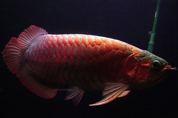 如何區分深海紅龍魚的粗框和細框？，如何區分深海紅龍魚的粗框與細框