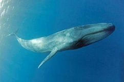 國家一二三級海洋保護動物，國家一、二、三級海洋保護動物的分級管理