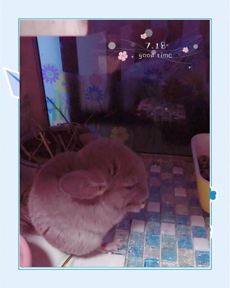 如何科學飼養龍貓？，如何科學飼養龍貓