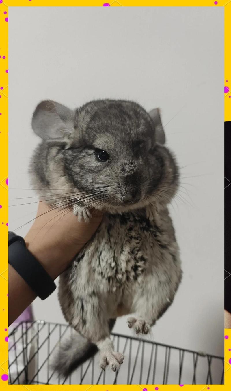 如何科學飼養龍貓？，如何科學飼養龍貓
