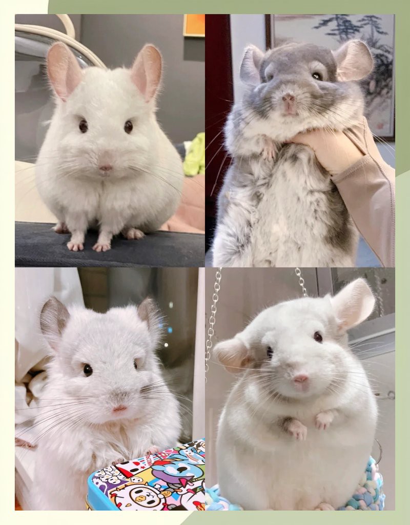 如何科學飼養龍貓？，如何科學飼養龍貓