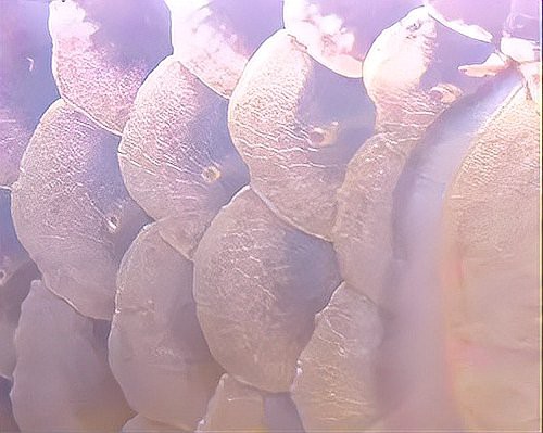 如何判斷龍魚(yú)鱗片腐爛是否嚴(yán)重？，養(yǎng)魚(yú)小藝,龍魚(yú)鱗片常見(jiàn)的幾種疾病,你知道嗎