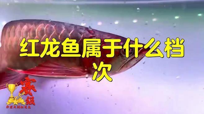 如何區分紅龍魚的品種等級？，印尼紅龍魚哪個品種最好三個品種纖姿周五挑選紅龍魚