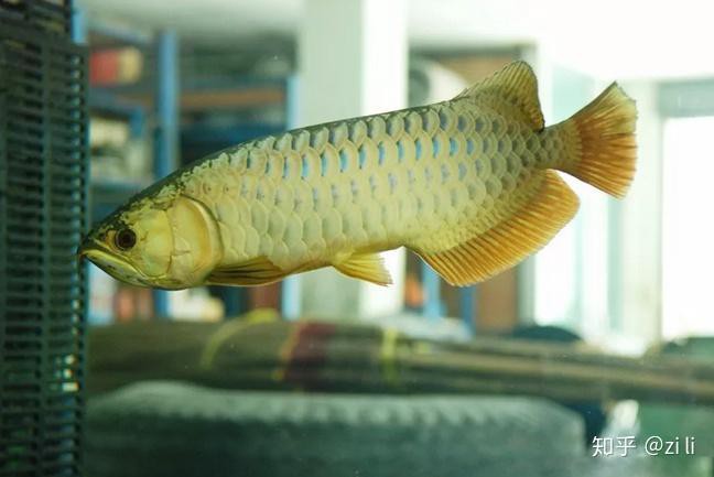 哪些藥物對龍魚安全，《哩嗶哩養護六龍恐龍》