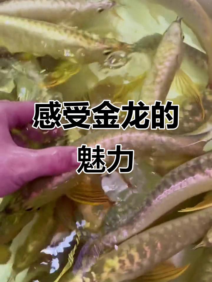 古典金龍和金龍哪個更值錢？，古典金龍和金龍哪個更值錢古典金龍和普通金龍哪個更受歡迎