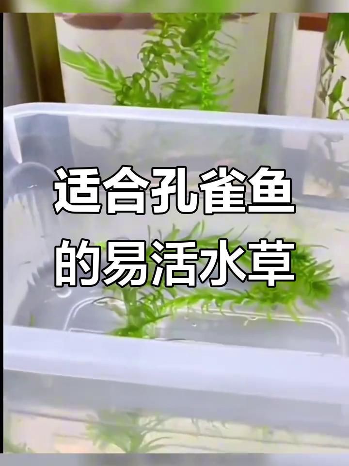 孔雀魚最喜歡的水草，孔雀魚缸里適合養什么水草