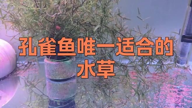 孔雀魚最喜歡的水草，孔雀魚缸里適合養什么水草