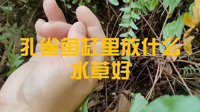 孔雀魚最喜歡的水草，孔雀魚缸里適合養什么水草