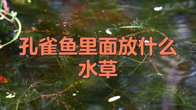 孔雀魚最喜歡的水草，孔雀魚缸里適合養什么水草