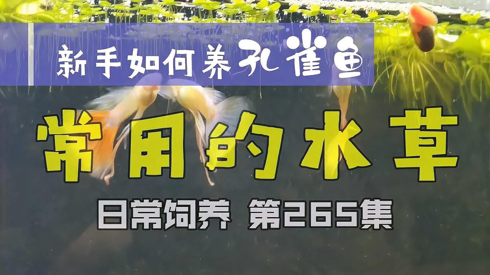 孔雀魚最喜歡的水草，孔雀魚缸里適合養什么水草