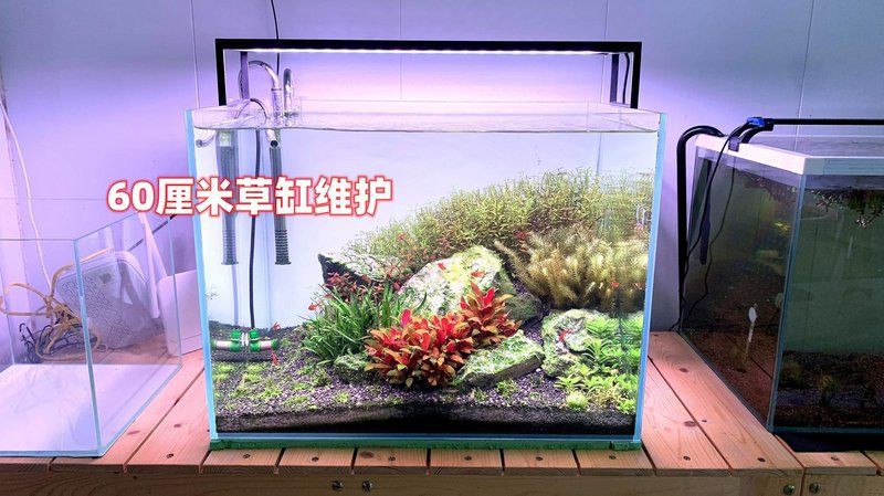 銅川魚缸維護，銅川地區的魚缸維護全攻略