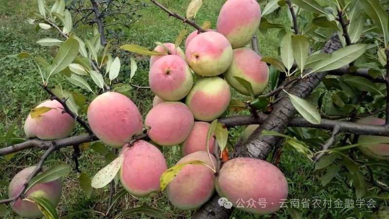 洱源龍魚店，大理洱源龍魚店有哪些特色服務洱源龍魚店價格是多少