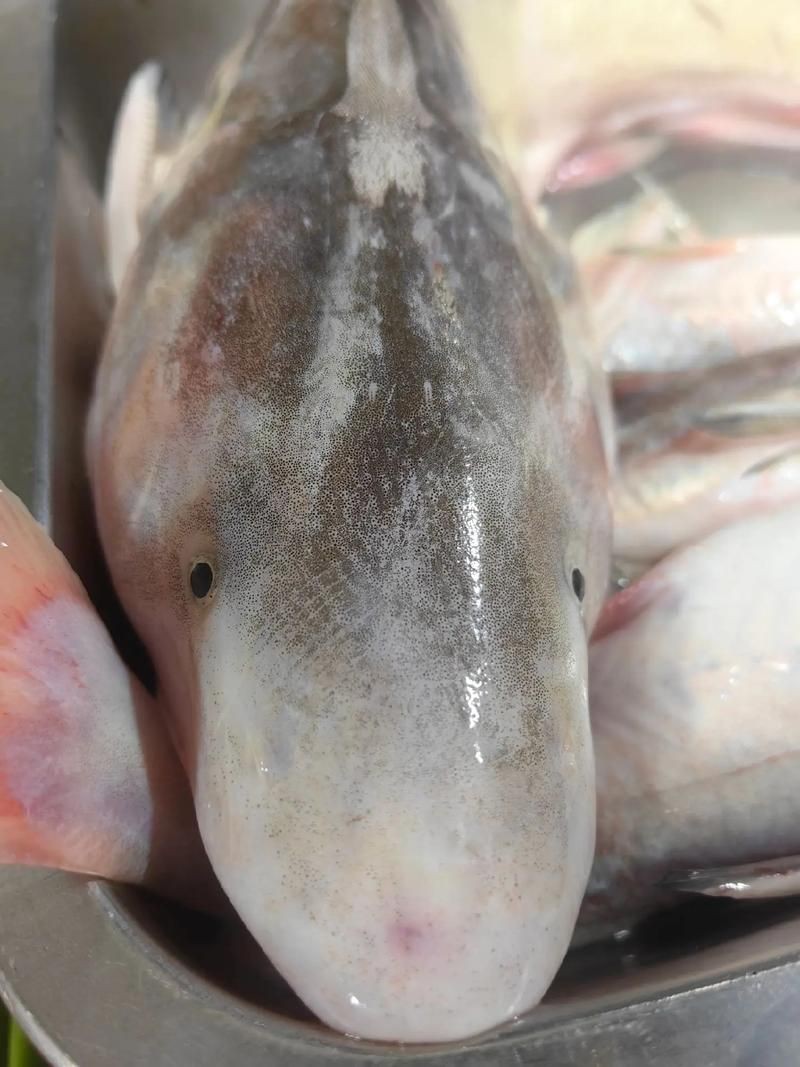 回龍魚照片，“回龍魚照片”主題聚焦于展示龍魚獨特的形態與美感