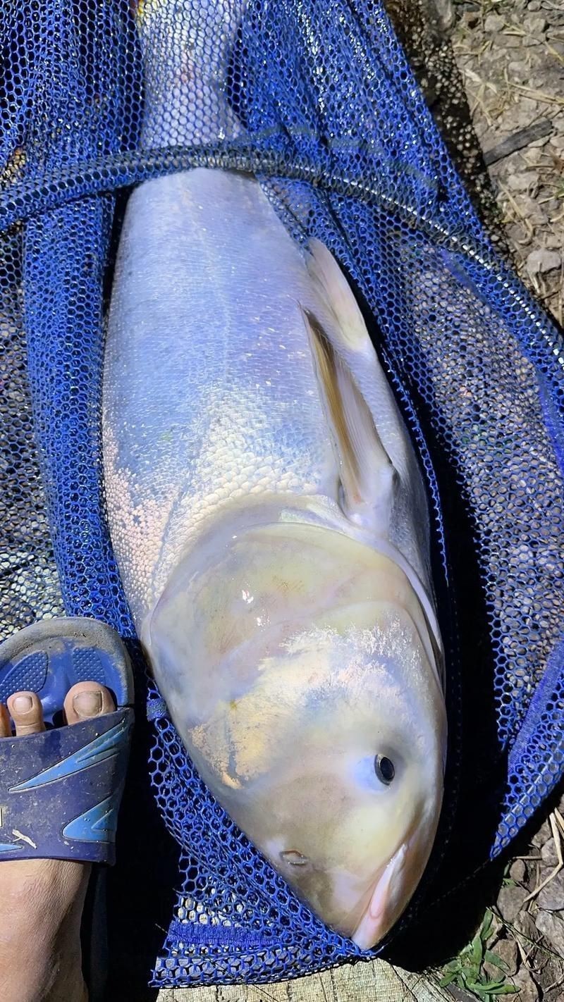 回龍魚照片，“回龍魚照片”主題聚焦于展示龍魚獨(dú)特的形態(tài)與美感