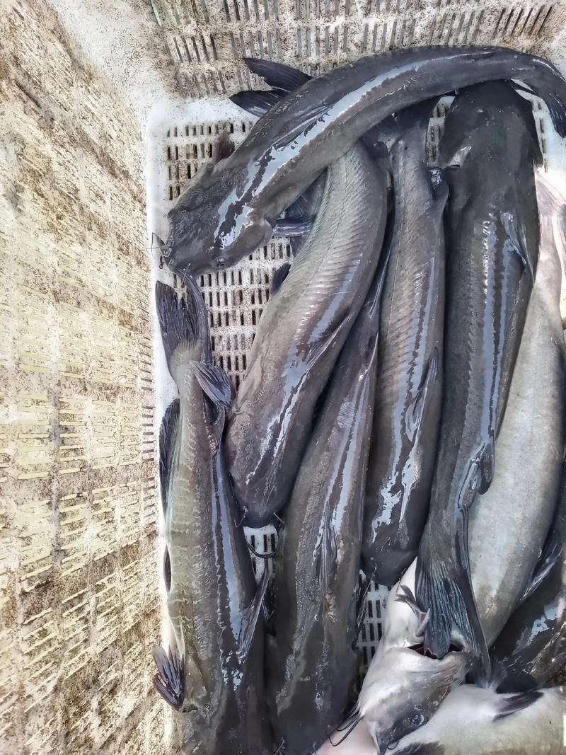 回龍魚照片，“回龍魚照片”主題聚焦于展示龍魚獨特的形態與美感
