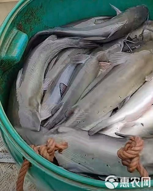 回龍魚照片，“回龍魚照片”主題聚焦于展示龍魚獨(dú)特的形態(tài)與美感