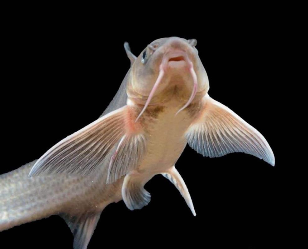 回龍魚照片，“回龍魚照片”主題聚焦于展示龍魚獨(dú)特的形態(tài)與美感