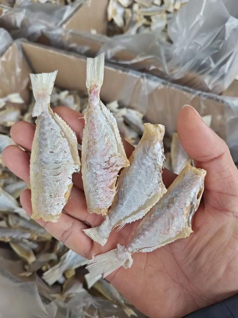 回龍魚照片，“回龍魚照片”主題聚焦于展示龍魚獨(dú)特的形態(tài)與美感