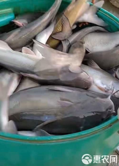 回龍魚照片，“回龍魚照片”主題聚焦于展示龍魚獨(dú)特的形態(tài)與美感