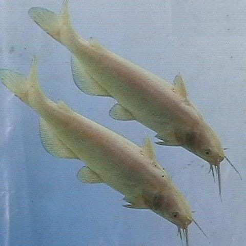 回龍魚照片，“回龍魚照片”主題聚焦于展示龍魚獨(dú)特的形態(tài)與美感