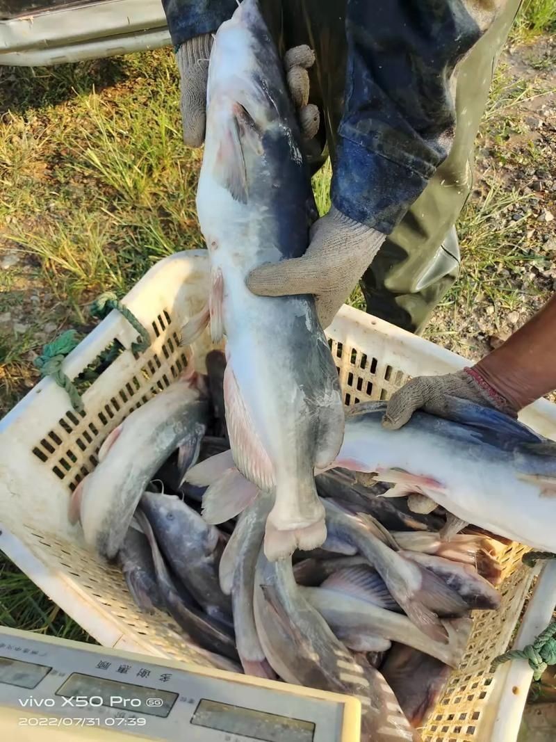 回龍魚照片，“回龍魚照片”主題聚焦于展示龍魚獨(dú)特的形態(tài)與美感