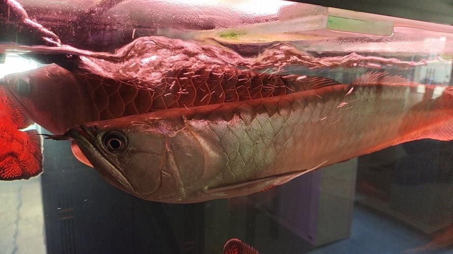 回龍魚照片，“回龍魚照片”主題聚焦于展示龍魚獨(dú)特的形態(tài)與美感