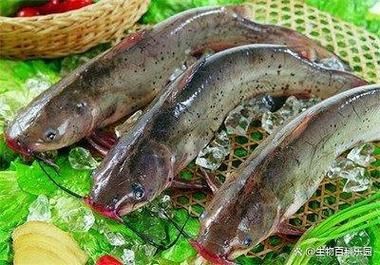 回龍魚照片，“回龍魚照片”主題聚焦于展示龍魚獨(dú)特的形態(tài)與美感