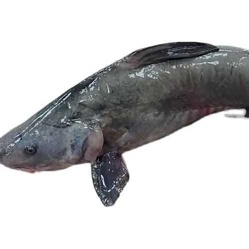 回龍魚照片，“回龍魚照片”主題聚焦于展示龍魚獨(dú)特的形態(tài)與美感