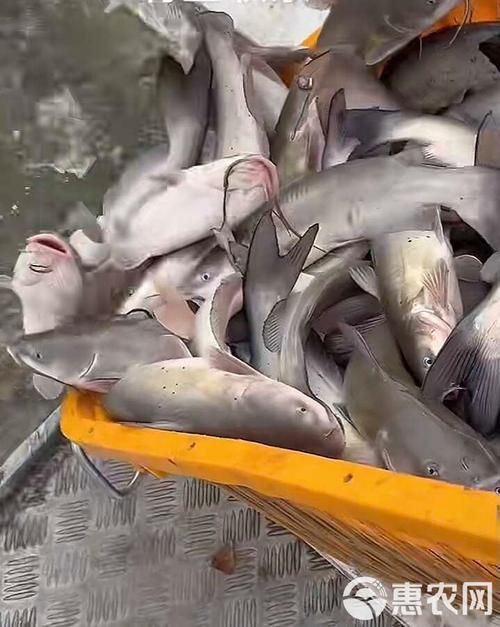 回龍魚照片，“回龍魚照片”主題聚焦于展示龍魚獨(dú)特的形態(tài)與美感