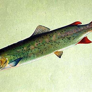 世界公認第一名哲羅鮭，\