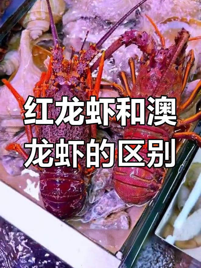紅龍與澳龍的口感差異，墨西哥紅龍與澳龍的差異解析紅龍與澳龍的區(qū)別科學(xué)知行