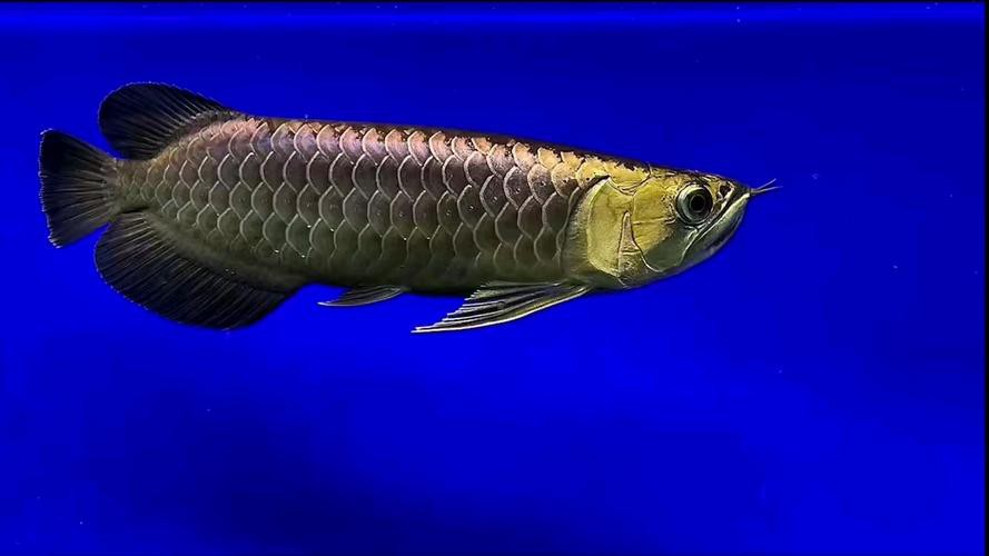 古典龍魚有哪些品種圖片，古典過背金龍魚
