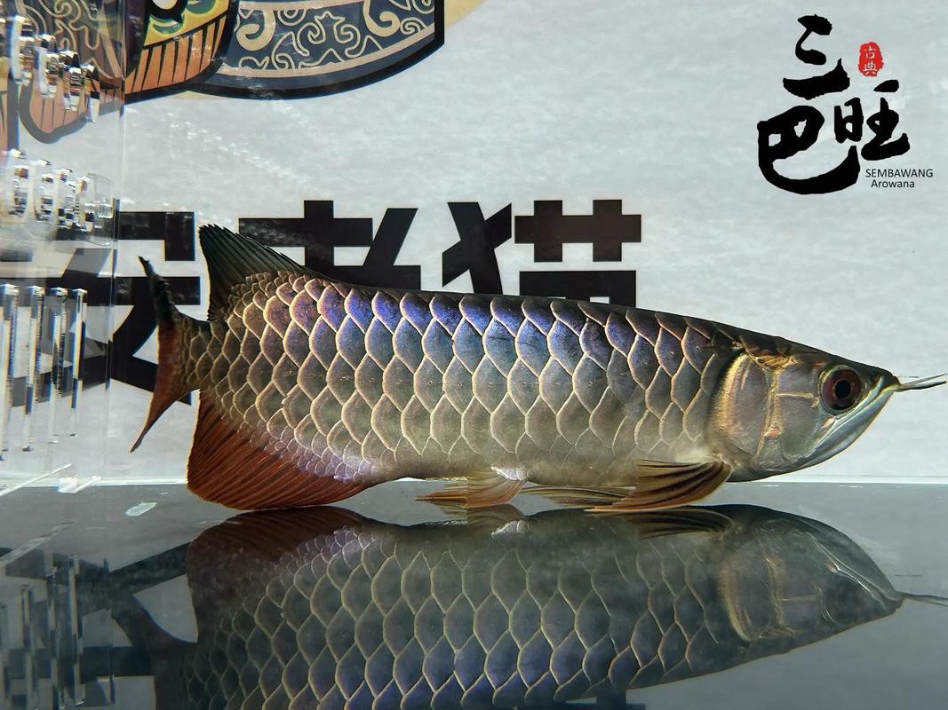 古典龍魚有哪些品種圖片，古典過背金龍魚