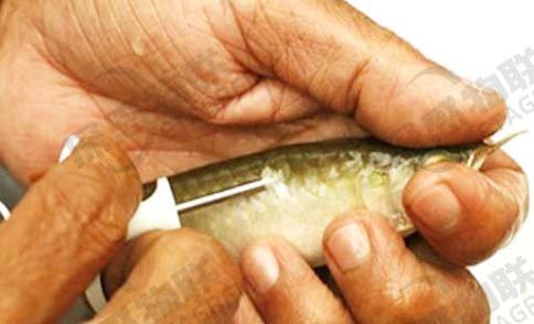 帶芯片和血統證書的龍魚有何不同？，如何辨別真偽與血統龍魚