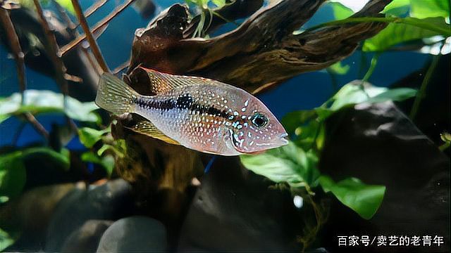 帶芯片和血統證書的龍魚有何不同？，如何辨別真偽與血統龍魚