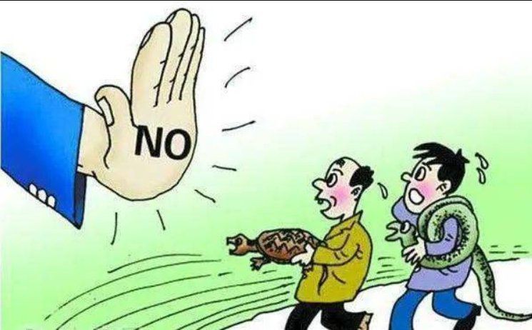 海象肉可以吃嗎，海象肉是否可食用