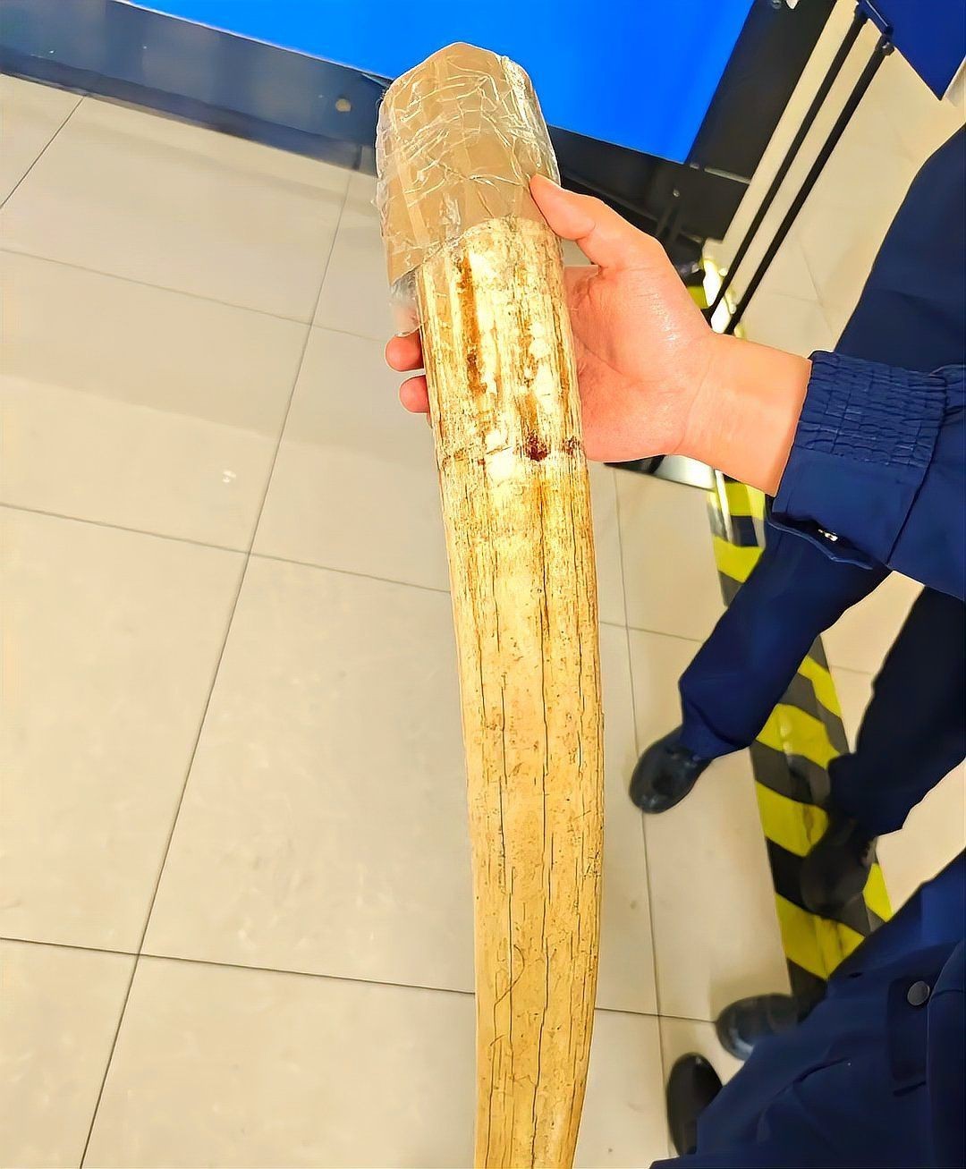 海象肉可以吃嗎，海象肉是否可食用