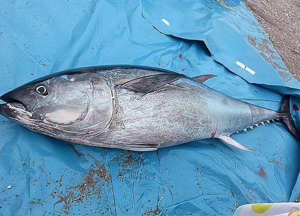 世界上最貴的魚是什么魚，世界上最貴的5種魚