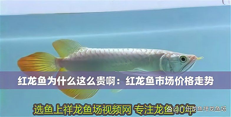 紅龍魚值多少錢，紅龍魚價格2688貴嗎廣州龍魚祥龍魚價格為何堪比保時捷