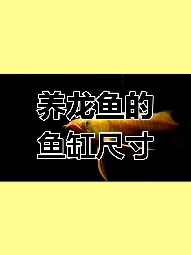 如何選擇合適的龍魚缸尺寸，《如何選擇合適的龍魚缸尺寸》
