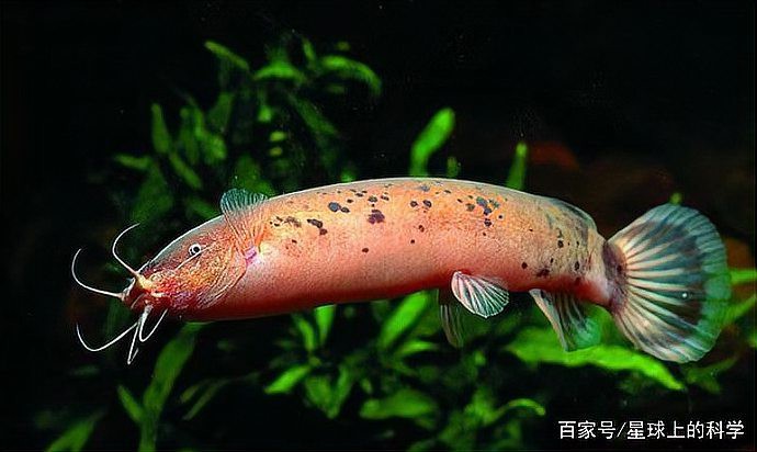 電鰻創(chuàng)造了能儲(chǔ)存電的什么，電鰻發(fā)電機(jī)\