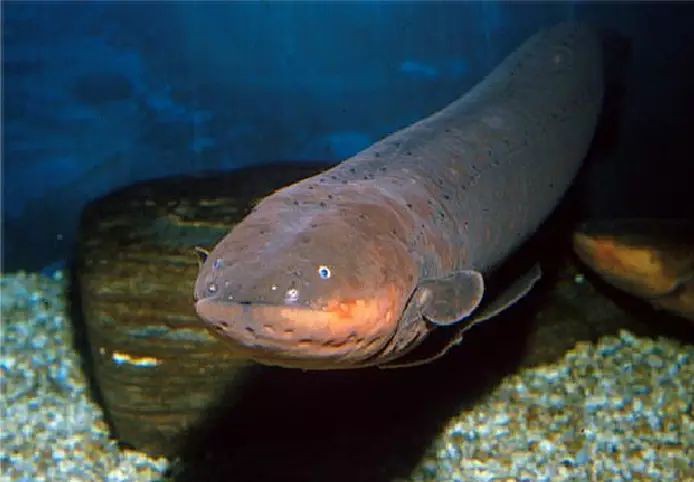 電鰻創(chuàng)造了能儲(chǔ)存電的什么，電鰻發(fā)電機(jī)\