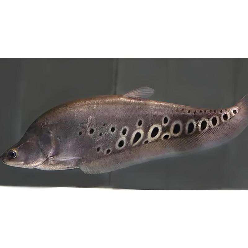 刀魚學名叫什么，五一后少吃鯉魚和草魚,多吃這4種淡水魚,鮮嫩肥美正當時