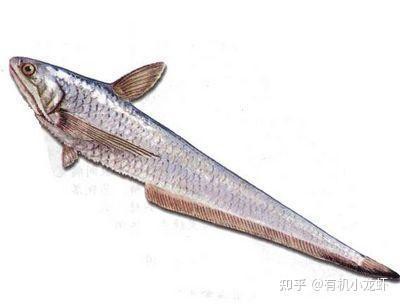 刀魚學名叫什么，五一后少吃鯉魚和草魚,多吃這4種淡水魚,鮮嫩肥美正當時