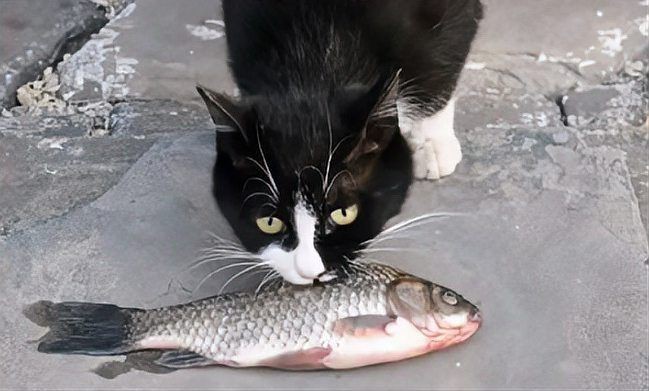 貓最愛吃的魚前十名，貓咪最愛吃的10種魚類前十名貓咪最愛吃哪些魚尾巴搖搖屋