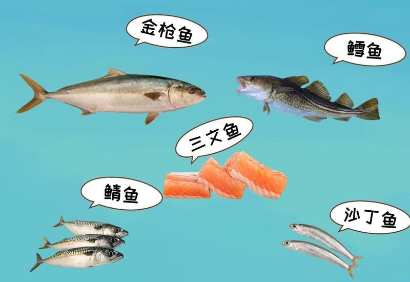 貓最愛吃的魚前十名，貓咪最愛吃的10種魚類前十名貓咪最愛吃哪些魚尾巴搖搖屋